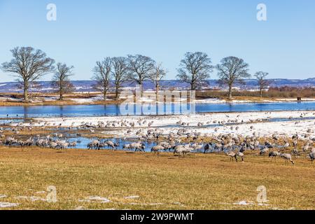 Gregge di Gru (Grus grus) che sono atterrati su un campo di neve in un primo giorno di primavera, Hornborgasjoen, Svezia Foto Stock