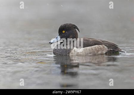 Anatra ciuffata (Aythya fuligula) che nuota in un lago con nevicate. Foto Stock