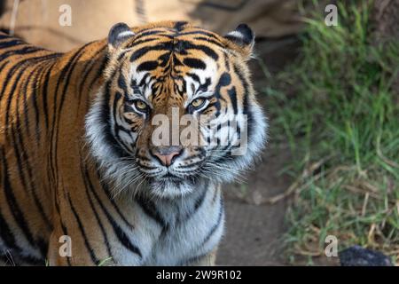 Ritratto di una tigre maestosa Foto Stock