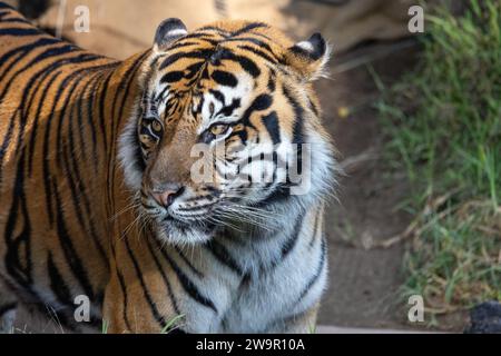 Ritratto di una tigre maestosa Foto Stock
