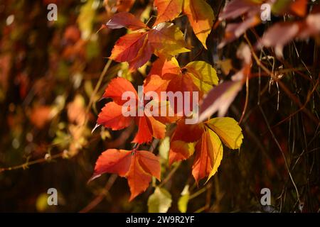 Belle foglie rosse di uve selvatiche su sfondo autunno sfocato. Foto Stock