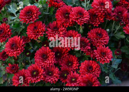 Autunno Rosso borgogna Chrysanthemum fiori perenni close up all'aperto. Foto Stock