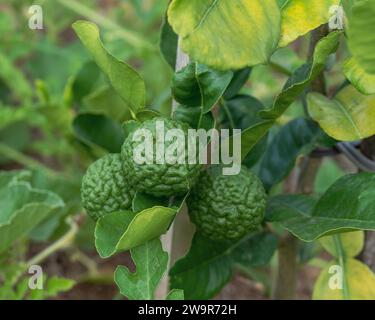 I limi Kaffir verdi e grintosi su un albero, la crosta e le foglie sono ingredienti comuni utilizzati nella cucina tailandese Foto Stock