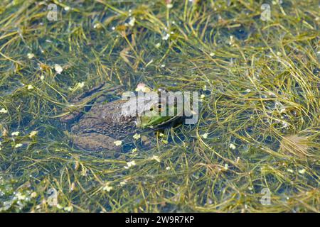 American Bullfrog lithobates catesbeiana parzialmente sommerso da vegetazione allagata Foto Stock