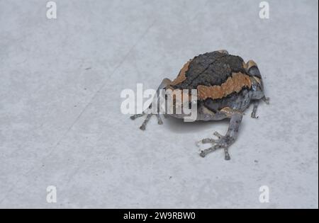 Colpo ravvicinato della rana Kaloula Pulchra Foto Stock