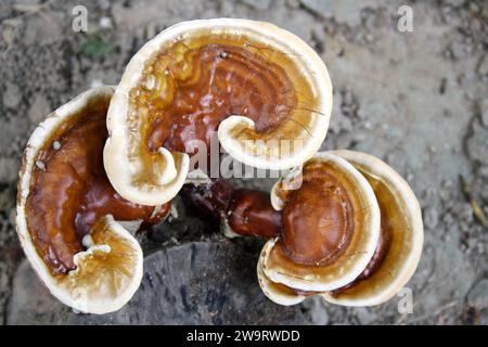 Funghi Lingzhi o Reishi (Ganoderma lucidum) che crescono su un ceppo di albero morto : (Pix Sanjiv Shukla) Foto Stock