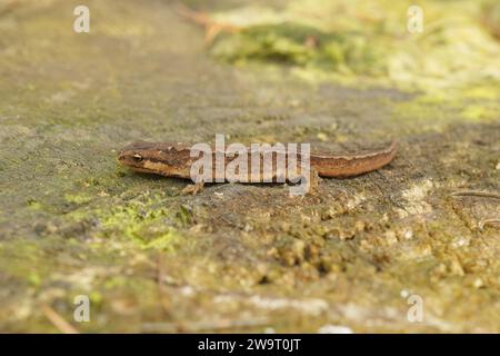 Primo piano dettagliato sul notaio comune, Lissotriton helveticus helveticus seduto su legno Foto Stock