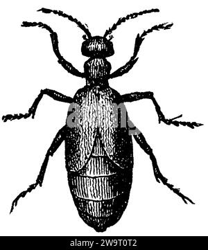 Oil Beetle, Meloe proscarabaeus, anonym (libro di biologia, 1861), Schwarzblauer Ölkäfer, méloé printanier Foto Stock