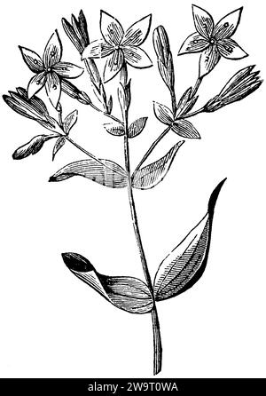 Centaury, Centaurium erythraea, anonym (libro di biologia, 1878), Tausendgüldenkraut, érythrée Foto Stock