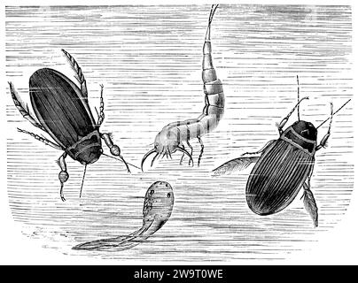 Grande coleottero subacqueo a sinistra, femmina a destra e larva al centro, afferrando un tadpole cutaneo, Dytiscus marginalis, anonym (libro zoologico, 1899), Gelbrandkäfer, Wännchen links, Weibchen rechts und mittig Larve, eine Hautquappe ergreifend, Dytique bordé, le mâle à gauche, la femelle à droite et la larve au center, saisissant un dermatophore. Foto Stock