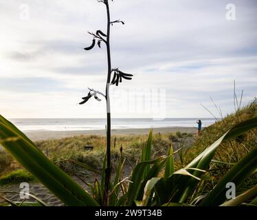 Fresco lino neozelandese (Harakeke) a Muriwai Beach. Persone irriconoscibili che giocano sulla spiaggia. Auckland. Foto Stock