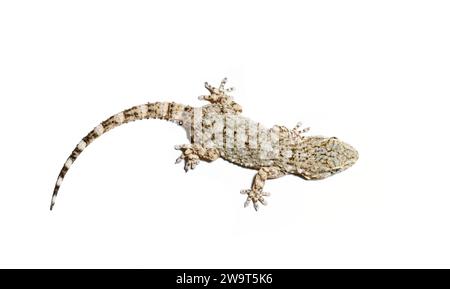 Tarentola mauritanica, nota come geco comune, primo piano della testa. isolato su sfondo bianco Foto Stock