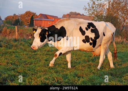 31.10.2010 Schwarzbunte Deutschland/ Niedersachsen/ Landkreis Gifhorn/ Schönewörde/ am Nachmittag/ Milchkuh auf der Weide/ Deutsches Schwarzbuntes Niederungsrind *** 31 10 2010 bianco e nero Germania bassa Sassonia Contea di Gifhorn Schönewörde nel pomeriggio mucca da latte su pascolo bovino tedesco nero e bianco Foto Stock