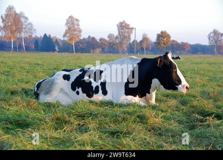 31.10.2010 Schwarzbunte Deutschland/ Niedersachsen/ Landkreis Gifhorn/ Schönewörde/ am Nachmittag/ Milchkühe liegen auf der Weide/ Deutsches Schwarzbuntes Niederungsrind *** 31 10 2010 Germania in bianco e nero Distretto di Gifhorn Schönewörde nel pomeriggio mucche da latte che giacciono nel pascolo bovini tedeschi neri e bianchi di pianura Foto Stock