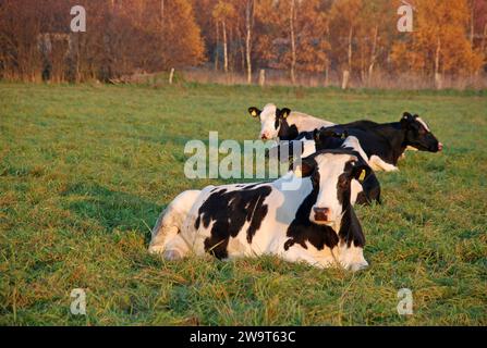 31.10.2010 Schwarzbunte Deutschland/ Niedersachsen/ Landkreis Gifhorn/ Schönewörde/ am Nachmittag/ Milchkühe liegen auf der Weide/ Deutsches Schwarzbuntes Niederungsrind *** 31 10 2010 Germania in bianco e nero Distretto di Gifhorn Schönewörde nel pomeriggio mucche da latte che giacciono nel pascolo bovini tedeschi neri e bianchi di pianura Foto Stock