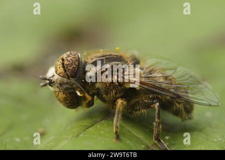 Primo piano dettagliato sul piccolo dronefly dagli occhi macchiati, Eristalinus sepulchralis che pulisce la testa, seduto su una foglia verde Foto Stock