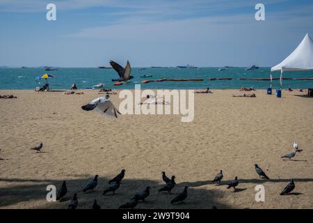 Pattaya, Thailandia. 27 dicembre 2023. Uccelli visti sulla spiaggia di Pattaya. La spiaggia di Pattaya è una rinomata destinazione turistica in Thailandia. Ma mentre la città di Pattaya si è guadagnata una reputazione per la sua vivace vita notturna e le opzioni di intrattenimento, non è focalizzata esclusivamente sul servizio di ristorazione per viaggiatori singoli maschi. Oltre alla sua vita notturna, la città attrae diversi turisti, tra cui famiglie, coppie e individui di tutte le età, per lo shopping, le attività acquatiche e il relax sul mare. (Foto di Nathalie Jamois/SOPA Images/Sipa USA) credito: SIPA USA/Alamy Live News Foto Stock