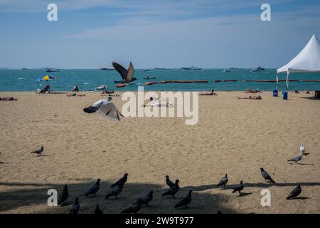 Pattaya, Thailandia. 27 dicembre 2023. Uccelli visti sulla spiaggia di Pattaya. La spiaggia di Pattaya è una rinomata destinazione turistica in Thailandia. Ma mentre la città di Pattaya si è guadagnata una reputazione per la sua vivace vita notturna e le opzioni di intrattenimento, non è focalizzata esclusivamente sul servizio di ristorazione per viaggiatori singoli maschi. Oltre alla sua vita notturna, la città attrae diversi turisti, tra cui famiglie, coppie e individui di tutte le età, per lo shopping, le attività acquatiche e il relax sul mare. Credito: SOPA Images Limited/Alamy Live News Foto Stock