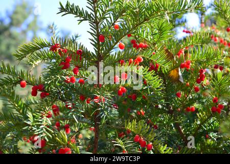 Bacche rosse che crescono su albero di tasso sempreverdi alla luce del sole, albero di tasso europeo. Foto Stock