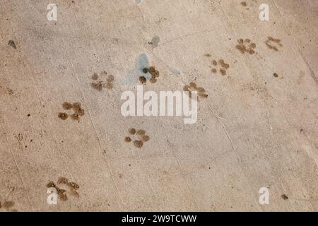 Montecito, California, Stati Uniti, 29 dicembre 2023. Wet Dog Foot print sul marciapiede di Butterfly Beach (immagine di credito: © Amy Katz/ZUMA Press Wire) SOLO PER USO EDITORIALE! Non per USO commerciale! Crediti: ZUMA Press, Inc./Alamy Live News Foto Stock