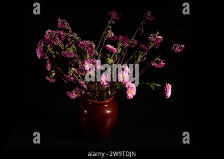 Fiori rosa appassiti di Chrysanthemum in un vaso su sfondo nero. Vista frontale. Foto Stock