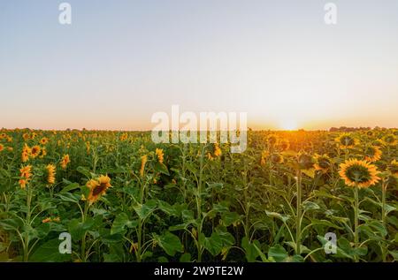 Girasoli su un campo illuminato dal sole all'alba di prima mattina Foto Stock