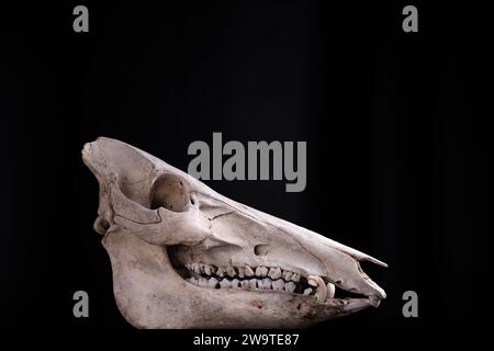 Cranio del cinghiale su sfondo nero nella vista laterale Foto Stock