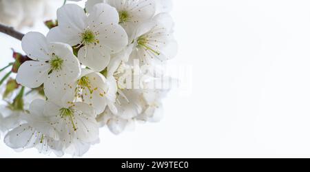 Fiori fioriti di albicocche da vicino. copia spazio. Foto Stock