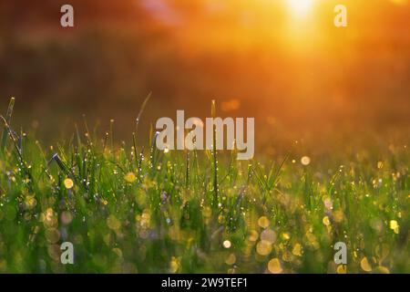 Erba verde con rugiada mattutina sotto i raggi del sole luminoso dell'alba. Foto Stock