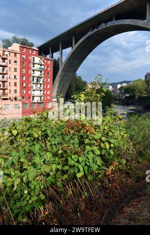 La pianta invasiva giapponese (Reynoutria japonica o Fallopia japonica o Polygonum cuspidatum) Foto Stock