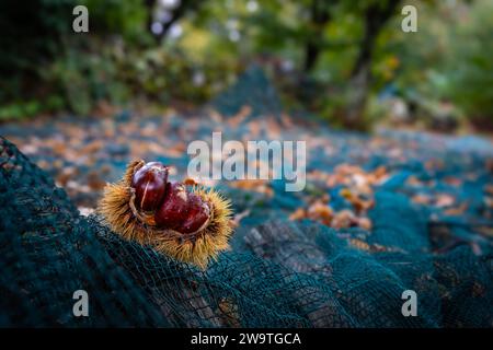 guscio di castagno su rete blu per catturare la castagna che cade nella foresta in autunno Foto Stock