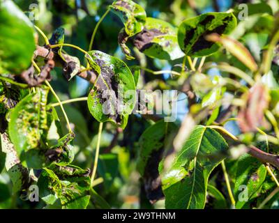 Foglie annerite e deformate di una giovane pera Foto Stock