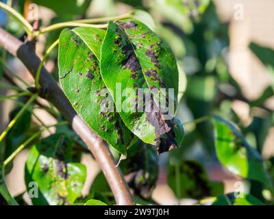 Foglie nere e contorte di una pera giovane Foto Stock