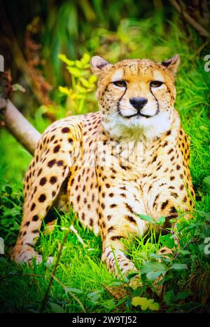 Northeast Cheetah Foto Stock