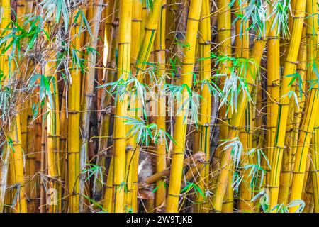 Alberi di bambù gialli verdi nella foresta tropicale della provincia di San José in Costa Rica. Foto Stock