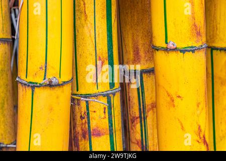 Alberi di bambù gialli verdi nella foresta tropicale della provincia di San José in Costa Rica. Foto Stock