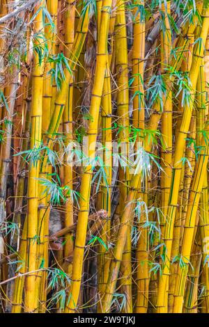 Alberi di bambù gialli verdi nella foresta tropicale della provincia di San José in Costa Rica. Foto Stock