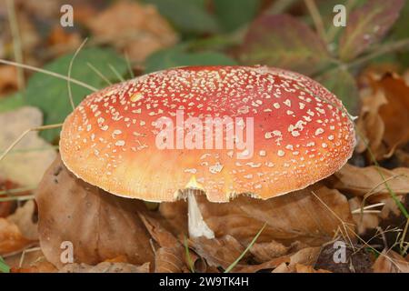 Primo piano naturale su un fungo agarico di mosca colorato rosso ma velenoso, Amanita Muscaria sul fondo della foresta Foto Stock