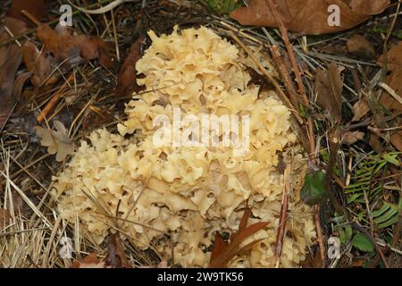 Primo piano naturale su un fungo di cavolfiore di colore pallido, Sparassis crispa, che cresce in una foresta Foto Stock