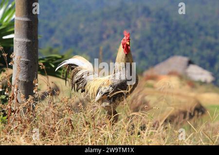 passeggiata con il pollo nel villaggio di chiang rai, thailandia Foto Stock