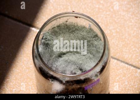 Fungo filamentoso bianco (muffa o muffa) che cresce su materia organica in un vaso di vetro : (pix Sanjiv Shukla) Foto Stock