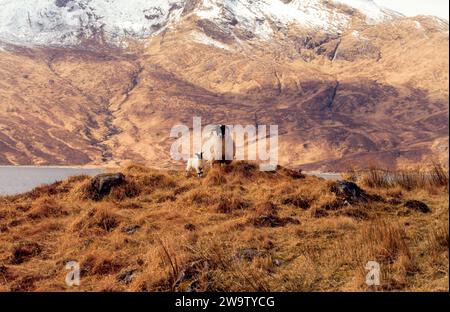 Black affrontò Ewe e agnello primaverile West Coast Scotland con la neve sulla montagna Foto Stock