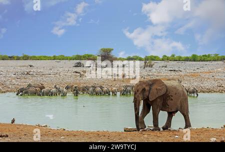Un elefante africano che cammina accanto a una pozza d'acqua, con una grande mandria di zebre sul lato opposto che beve. C'è uno sfondo naturale Foto Stock