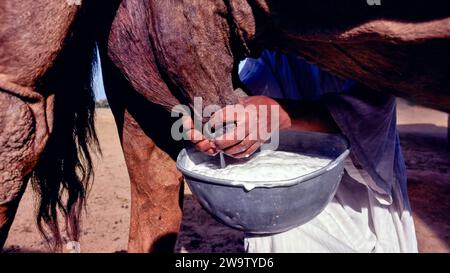 Latte di cammello in una ciotola Arabia Saudita mani di un assistente che munge il cammello Foto Stock