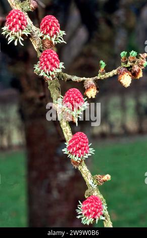 Larch Tree Larix decidua un piccolo ramo in primavera con fiori femminili rossi e fiori maschili gialli Foto Stock