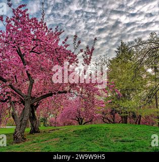 Primavera a Central Park, New York, con alberi di ciliegio in piena fioritura Foto Stock