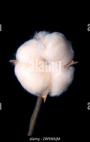 Cotton boll, su nero. Fibra di fiocco morbida e soffice che cresce in un boll, o custodia protettiva, intorno ai semi delle piante di cotone. Foto Stock