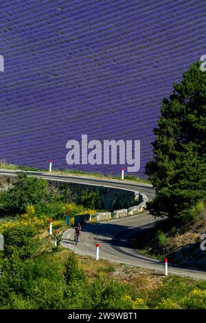 In bicicletta nel mezzo dei campi di lavanda vicino al Mont Ventoux in Provenza. Aurel, Vaucluse, Francia Foto Stock