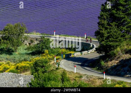 In bicicletta nel mezzo dei campi di lavanda vicino al Mont Ventoux in Provenza. Aurel, Vaucluse, Francia Foto Stock