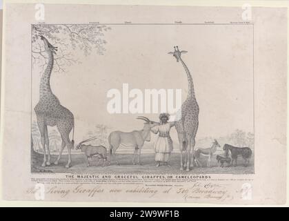 Le giraffe maestose e graziose, o Cameleopardi, con alcuni rari animali della specie di gazzella 1954 di Edward Williams Clay Foto Stock